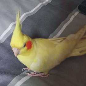 Lost Cockatiel