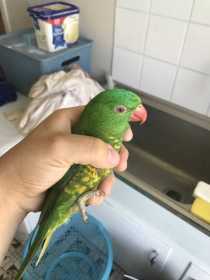 Lost Lory / Lorikeet