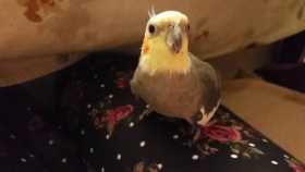 Lost Cockatiel