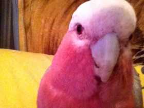 Lost Galah Cockatoo