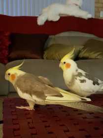 Lost Cockatiel