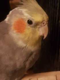 Lost Cockatiel