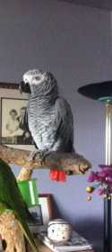 Lost African Grey