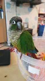 Lost Conure