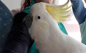 Lost Cockatoo