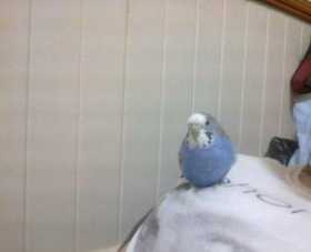 Lost Budgerigar