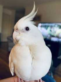 Lost Cockatiel