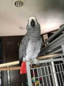 Lost African Grey