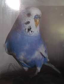 Lost Budgerigar