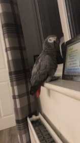 Lost African Grey