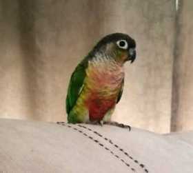 Lost Conure