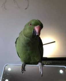 Lost Indian Ringneck Parakeet