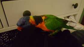 Lost Lory / Lorikeet