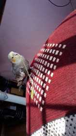Lost Cockatiel