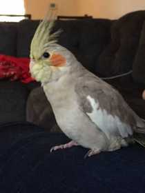 Lost Cockatiel