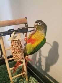 Lost Conure