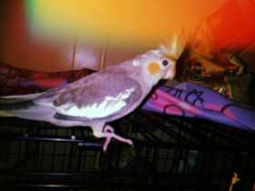 Lost Cockatiel