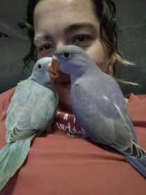 Lost Indian Ringneck Parakeet