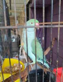 Lost Indian Ringneck Parakeet