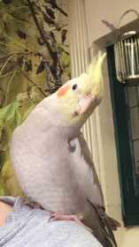 Lost Cockatiel