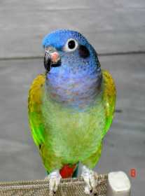 Lost Blue-Headed Pionus