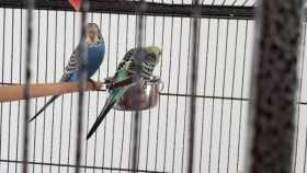 Lost Budgerigar