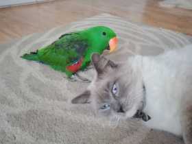 Lost Eclectus