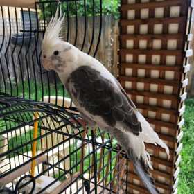 Lost Cockatiel