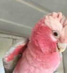 Lost Galah Cockatoo