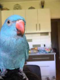 Lost Indian Ringneck Parakeet