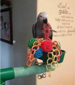 Lost African Grey