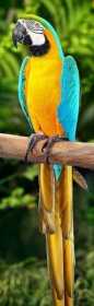 Lost Macaw