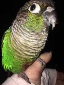 Lost Conure