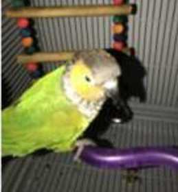 Lost Conure