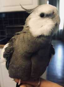 Lost Cockatiel