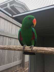 Lost Eclectus