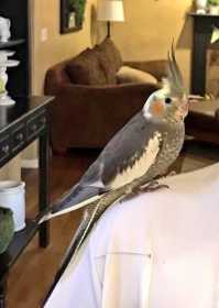 Lost Cockatiel