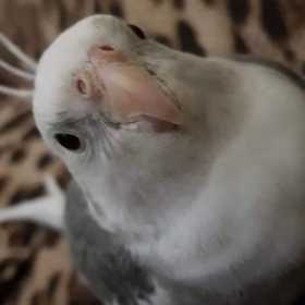 Lost Cockatiel