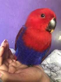 Lost Eclectus