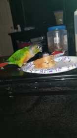 Lost Conure