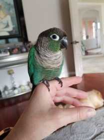 Lost Conure