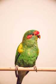 Lost Lory / Lorikeet