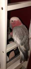 Lost Galah Cockatoo