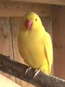 Lost Indian Ringneck Parakeet