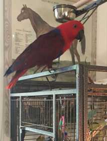 Lost Eclectus