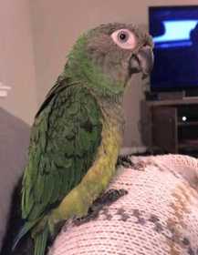 Lost Conure