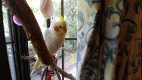 Lost Cockatiel