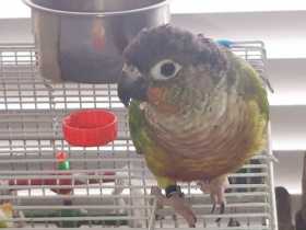 Lost Conure