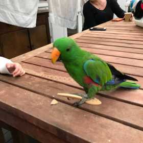 Lost Eclectus