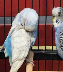 Lost Budgerigar